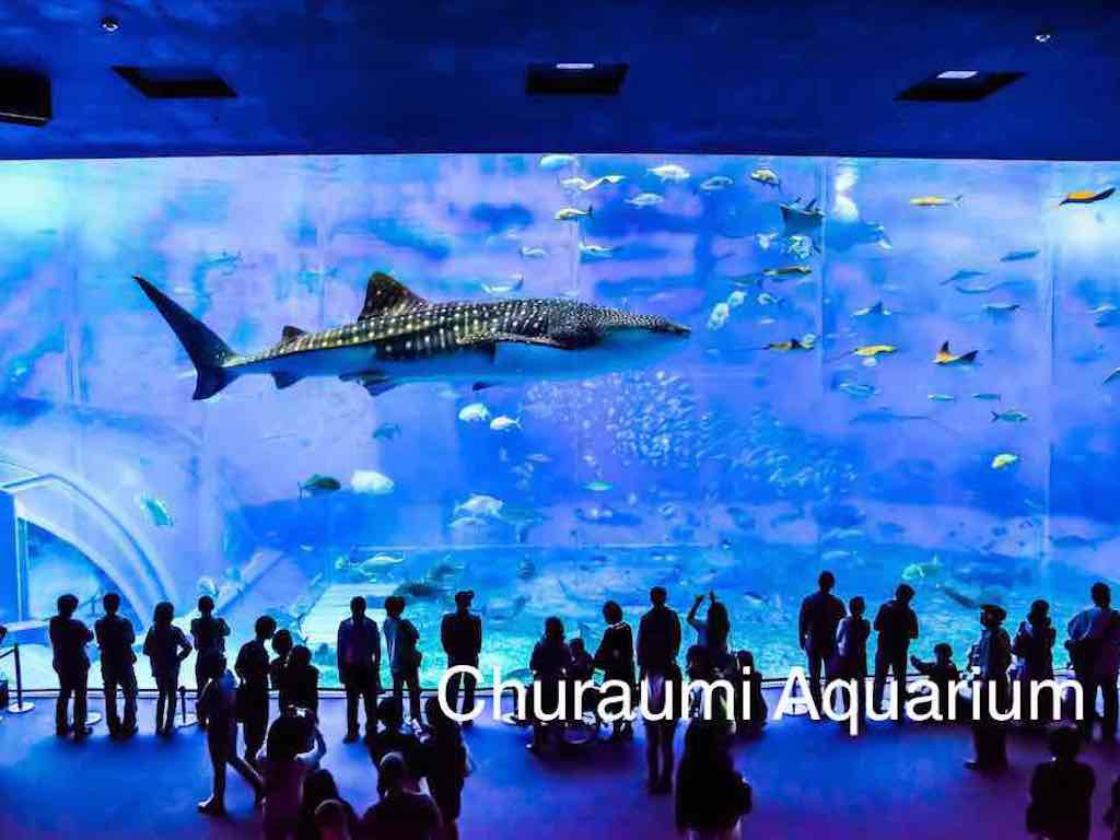 1 Day Northern Okinawa & Churaumi Aquarium 1